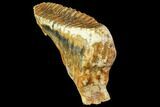 Fossil Woolly Mammoth Lower M Molar - North Sea Deposits #149766-7
